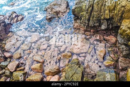 Roches pierres dans l'eau avec oursins Puerto Escondido Mexique. Banque D'Images