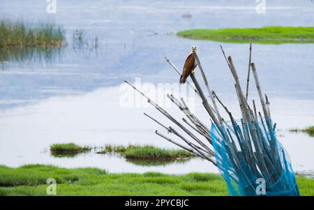 Cerf-volant ou aigle de mer à dos rouge assis sur un poteau de bambou près d'un lac, en proie de la traque. Ces oiseaux de rapaces de taille moyenne se nourrissent surtout de poissons et vus Banque D'Images