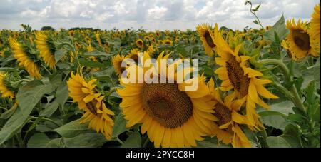 Champ de tournesols en fleurs. Belles grandes fleurs jaunes avec un milieu sombre. Concept agricole. De grandes feuilles vertes avec du pollen jaune sont tombées sur elles. Paysage ou panorama Banque D'Images