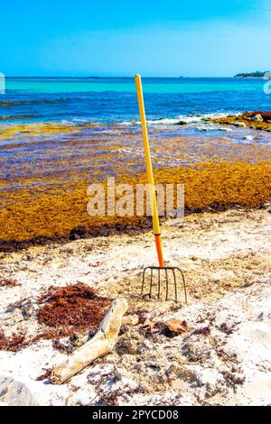 Râteau à fourche balai d'algues Sargazo plage Playa del Carmen Mexique. Banque D'Images