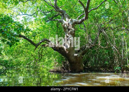 Grande lagune côtière panoramique à Rekawa près de la petite ville de Tangalle, au Sri Lanka Banque D'Images