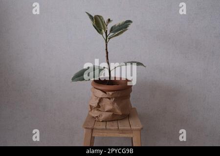 Usine de caoutchouc, usine Ficus dans un pot recouvert d'un sac de papier sur une table basse, Ficus Elastica ou usine de caoutchouc. Banque D'Images