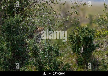 Grands félins léopard dans la nature sauvage du Masai Mara Banque D'Images