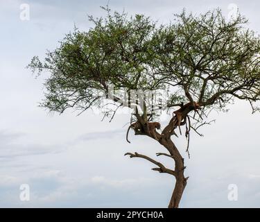 Grands félins léopard dans la nature sauvage du Masai Mara Banque D'Images