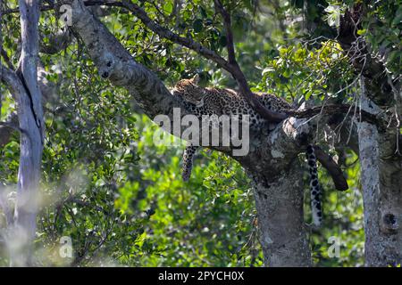 Grands félins léopard dans la nature sauvage du Masai Mara Banque D'Images