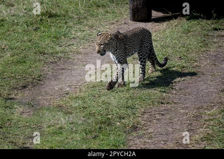 Grands félins léopard dans la nature sauvage du Masai Mara Banque D'Images