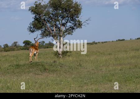 L'antilope dans la savane d'Afrique Banque D'Images