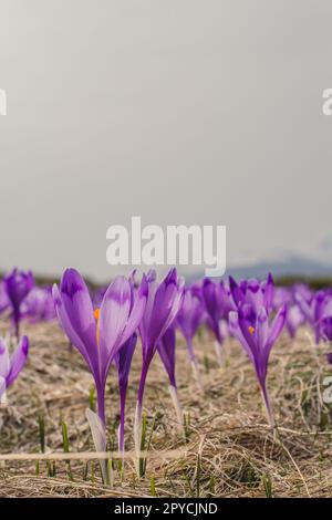 Gros plan violet safran crocus fleurs texture concept photo Banque D'Images