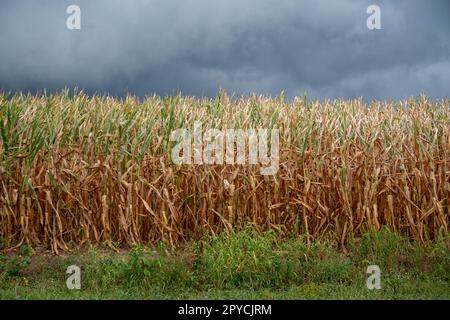 Champ de maïs d'été avec de hautes tiges d'herbe verte et nuages sombres Banque D'Images