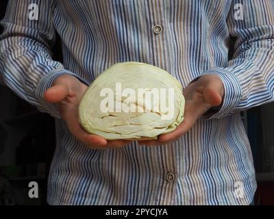 Chou blanc dans les mains. Une femme dans une chemise blanche avec des rayures tient une balançoire de chou dans ses mains et l'offre au spectateur. Récolte de choux frais. Régime alimentaire végétarien. Salade de légumes verts Banque D'Images