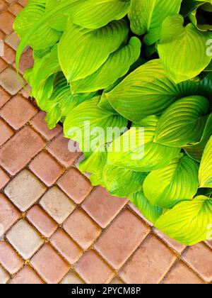 HostA laisse près du chemin de jardin en gros plan Banque D'Images