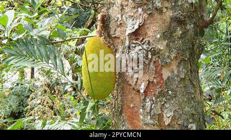 Fruit naturel de pain de jackfruit suspendu à un arbre sur les Seychelles Banque D'Images