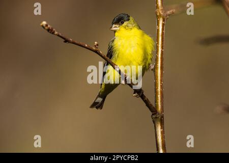 Petit mâle adulte Goldfinch (Spinus psaltria) dans un arbre - Lassen County California, États-Unis Banque D'Images