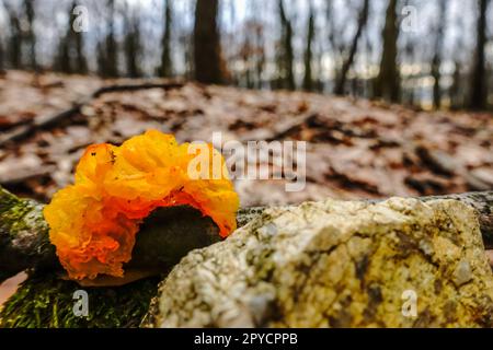 champignon hérisson de gelée d'orange sur un arbre en hiver Banque D'Images