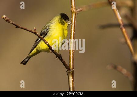 Petit mâle adulte Goldfinch (Spinus psaltria) dans un arbre - Lassen County California, États-Unis Banque D'Images