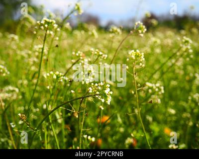 Plante de sac à main de Shepherd dans le pré. Capsella bursa-pastoris. Prairie ou champ. Pelouse dans la forêt. Herbes des champs en fleurs. Prairie ou pâturage sauvage en fleurs. Herbe verte fraîche au printemps. Fleurs blanches. Banque D'Images