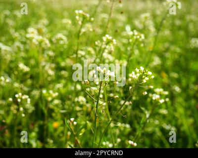 Plante de sac à main de Shepherd dans le pré. Capsella bursa-pastoris. Prairie ou champ. Pelouse dans la forêt. Herbes des champs en fleurs. Prairie ou pâturage sauvage en fleurs. Herbe verte fraîche au printemps. Fleurs blanches. Banque D'Images