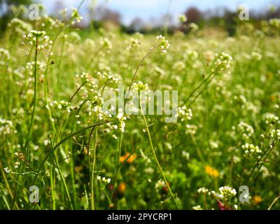 Plante de sac à main de Shepherd dans le pré. Capsella bursa-pastoris. Prairie ou champ. Pelouse dans la forêt. Herbes des champs en fleurs. Prairie ou pâturage sauvage en fleurs. Herbe verte fraîche au printemps. Fleurs blanches Banque D'Images