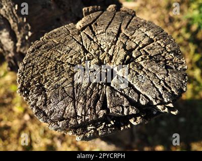 Fond coupé en bois. Une vieille scie coupée sur un arbre fané. Gros plan de souche, bois gris. Récolte du bois de chauffage à partir du bois des arbres fruitiers Banque D'Images