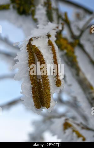 bouleau à neige à travers la neige avec une infroctescence Banque D'Images