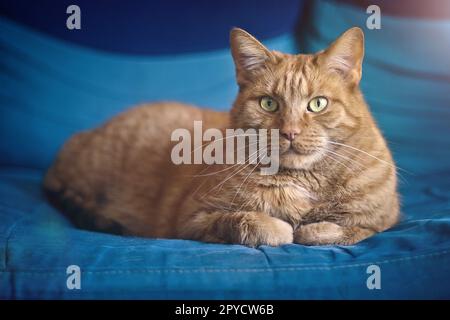 Mignon chat rouge bronzer sur le canapé. Banque D'Images