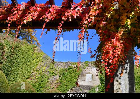 Vigne vierge à trois pointes avec de belles couleurs d'automne Banque D'Images