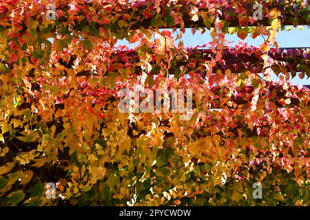 Vigne vierge à trois pointes avec de belles couleurs d'automne Banque D'Images