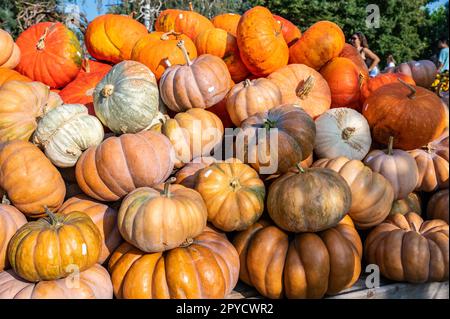 Grande citrouille orange à vendre dans une ferme pendant la saison de récolte en octobre, Thanksgiving, Halloween, centipoids rouge Banque D'Images