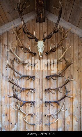 Les bois de cerf et les crânes de cerf pendent sur un mur en bois comme décoration, plan vertical Banque D'Images