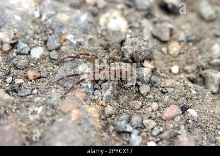 Araignée de Nosferatu Banque D'Images
