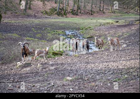 Groupe de chèvres et chèvres billy debout à l'extérieur en face d'une rivière à la réserve d'animaux de Brudergrund, Erbach, Allemagne Banque D'Images