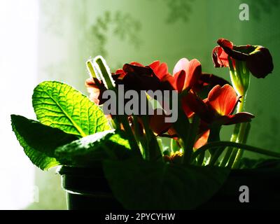 Primula, genre de plantes de la famille des Primulaceae de l'ordre des Ericales. La floriculture intérieure comme passe-temps. Fleur rouge brillante avec un centre jaune. Plan latéral dans le comptoir de la fenêtre. Banque D'Images