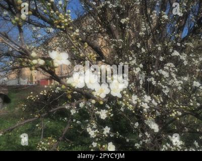 Un arbre fleurissant avec des fleurs blanches. Cerise, pomme, prune ou cerise douce en état de floraison. Pétales blancs délicats. Carte postale. Félicitations pour le jour du printemps, joyeuse fête des mères. Flou artistique. Banque D'Images