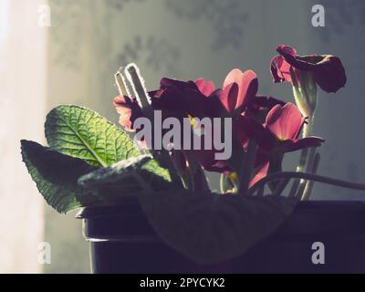 Primula, genre de plantes de la famille des Primulaceae de l'ordre des Ericales. La floriculture intérieure comme passe-temps. Fleur rouge brillante avec un centre jaune. Plan latéral dans le comptoir de la fenêtre. Banque D'Images