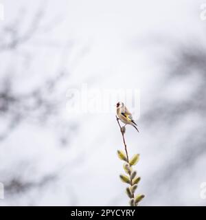 Goldfinch perché sur un bâton de saule Banque D'Images