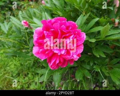 Pivoines rouge-rose. Belles grandes fleurs de pivoine sur un fond de feuillage vert et d'herbe. La floriculture, la floriculture et le jardinage comme hobby Banque D'Images