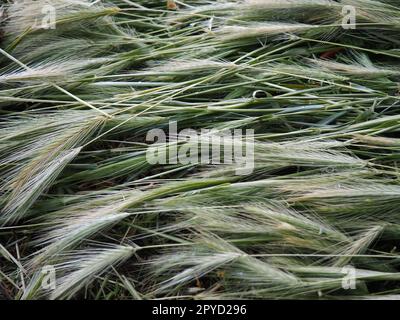 Épis de blé mûr ou de plante céréalière. Graines sur la tige et l'oreille. Fond calme naturel. Perte de récolte de blé, de nombreux épis de grains mûrs reposent sur le sol après le vent et la pluie. Thème de style de vie rustique Banque D'Images