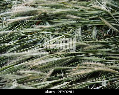 Épis de blé mûr ou de plante céréalière. Graines sur la tige et l'oreille. Fond calme naturel. Perte de récolte de blé, de nombreux épis de grains mûrs reposent sur le sol après le vent et la pluie. Thème de style de vie rustique Banque D'Images