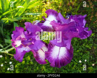 Belles fleurs colorées de l'iris gros plan. Fleurs violettes en été. Deux jolies fleurs sur une tige. Feuilles vertes. Botanique, culture végétale, floriculture et jardinage Banque D'Images