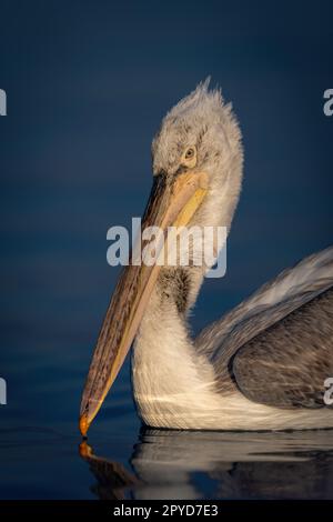 Gros plan de la tête de pélican dalmate sur l'eau Banque D'Images