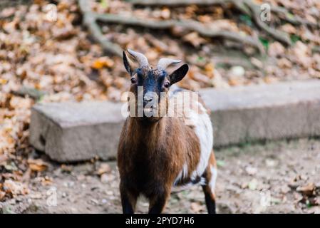 Le bélier mandé mange du foin, animal dans le zoo, de grandes cornes arrondies d'un bélier. Banque D'Images