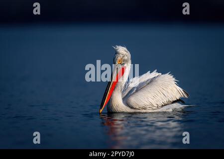 Le pélican dalmate flotte sur la caméra d'observation du lac Banque D'Images