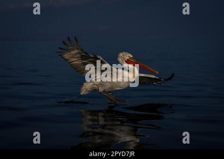 Dalmatien pelican terres sur le lac avec réflexion Banque D'Images