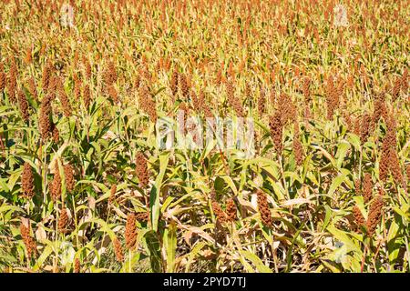 Millet ou sorgho une culture céréalière importante dans le champ Banque D'Images