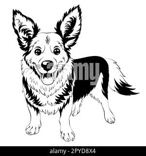 Dessin noir et blanc du chien Welsh Corgi race séjour et sourire Banque D'Images