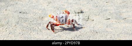 Les Seychelles font du crabe sur la plage. Banque D'Images