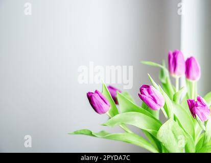 Beau bouquet frais avec tulipes magenta devant la fenêtre sur fond gris. Fleurs de printemps dans la lumière du matin à l'intérieur. Espace de copie. Photo de haute qualité. Banque D'Images