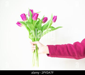 Main féminine tenant un beau bouquet de fleurs de tulipe violette printanière sur le fond blanc avec espace de copie. Bonnes vacances. Fleurs à offrir. Photo de haute qualité. Banque D'Images