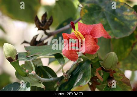 Talipariti elatum (Syn. Hibicus elatus) Banque D'Images