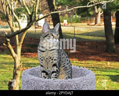 Chaton Savannah serval Banque D'Images